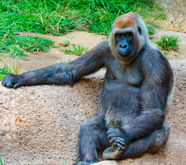 LA Zoo Gorilla