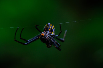 The spider climbs on the web.