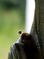 Little snail riding on big snail