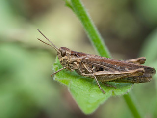 Grasshopper in the wild