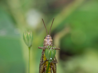 Grasshopper full face