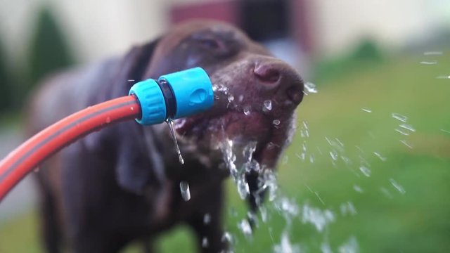 A large German Kurzhaar dog drinks from an outside backyard household hose in slow motion. Shot at 120fps.