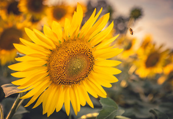 Obraz premium Tramonto in un campo di Girasoli nel bel mezzo della bellissima Toscana, in Italia
