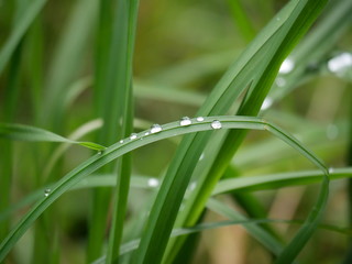 Obraz premium Grashalme zeigen Lotuseffekt