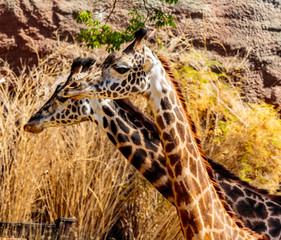 Giraffe, LA Zoo