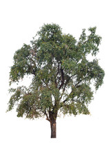 Trees isolated on white background, tropical trees isolated used for design