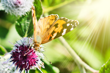 Day butterfly Painted lady (Vanessa cardui) sits on a burdock flower in Sunray and drinks nectar...