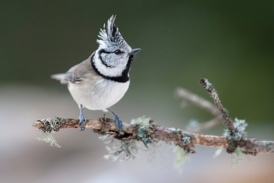 Haubenmeise (Lophophanes cristatus) im Winter