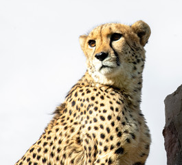 road trip namibia game farm and namib desert