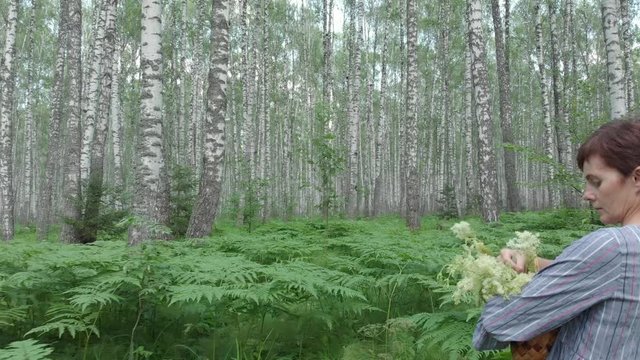 Walk through the birch forest. Camera movement with walking sensations