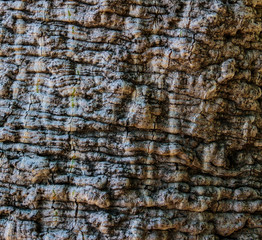 Bark of Subalpine Fir