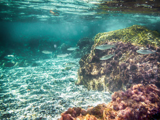 Below sea level around a reef of small fish.