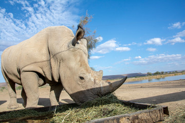 Fototapeta premium road trip namibia game farm and namib desert