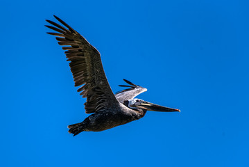 California Brown Pelican flapping wings while taking off in flight to the right from the estuary.