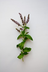Mint herb branch with light purple flowers isolated on white background from a high anle view