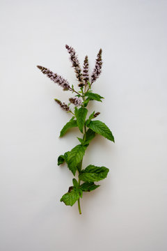 Mint herb branch with light purple flowers isolated on white background from a high anle view