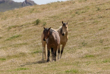 Fototapeta premium Wild Horses in the Utah Desert in Summer