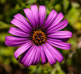 Fototapeta premium Daisybush