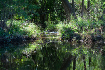 Obraz premium Little Pond