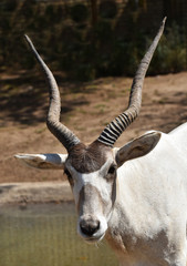 Testa di addax