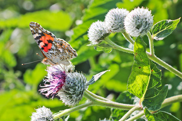 Day butterfly Painted lady (Vanessa cardui) sits on a burdock flower and drinks nectar with its...