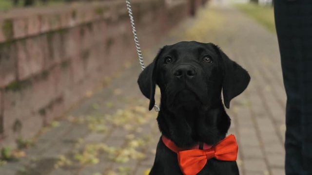 Adorable dog with bow-tie looking at camera. Close-up portrait of black puppy. Animal concept