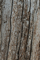 Texture of a tree