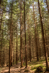 Fototapeta na wymiar tall trees in woodland forest natural environment 