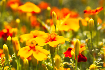 yellow flowers in the garden