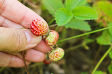 Ripe red berries wild strawberry meadow (Fragaria viridis) in the woman hand. Fruiting strawberry plant.