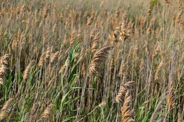 Wild wheat field background