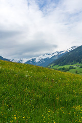 Fototapeta na wymiar Green meadow with yellow flowers in the mountains, Austrian Alps