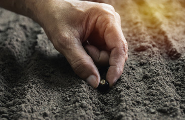 hand of man cultivation with seed in the morning under garden for agriculture or planting peach concept.