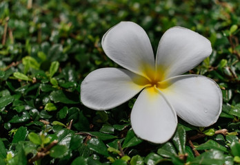 white plumeria flower