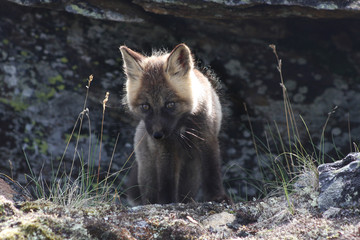 Naklejka premium arctic fox 2