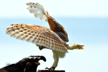 Barbagianni che siposa sulla manodel falconiere