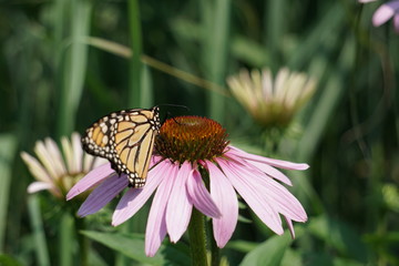 Monarch on a Marguerite daisy