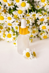 Concept of flowers and organic cosmetic. Essential camomile oil in glass bottle with fresh chamomile flowers