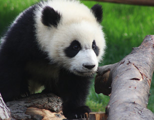 Fototapeta premium Panda cub 4
