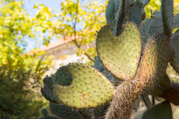 spiny green cactus in botanical park