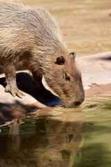 Capibara che si riflette nell'acqua mentre beve