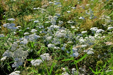 artenreiche Wildblumenwiese im Sonnenschein