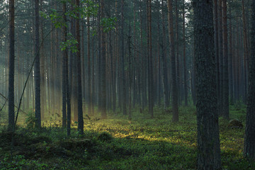 The sun's rays pass through the forest diagonally, lighting the misty pine forest