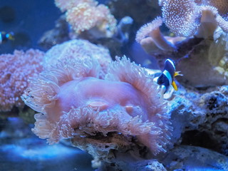 Beautiful Corals in fish glass tank aquarium.