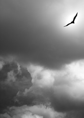 Bird and Storm