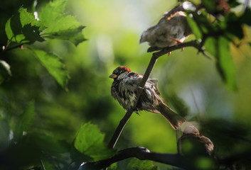 Sparrow sitting on a branch