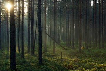 Beautiful sunrise in a pine forest, the visible rays of the sun pass through the trees