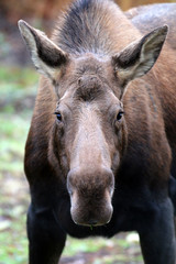 Moose I