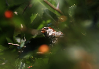 Sparrow opened the beak