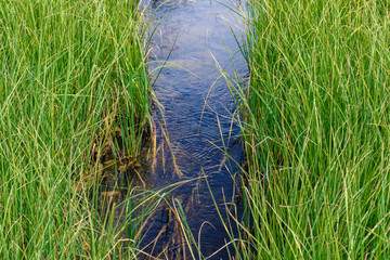 stream of pure water in nature flows between high grass. Background Texture